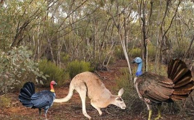 Phát hiện loài gà to bằng kangaroo.