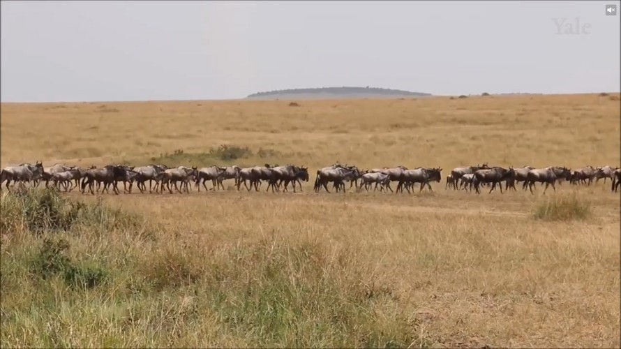 Xác 6.000 linh dương chết đuối nuôi dưỡng con sông châu Phi