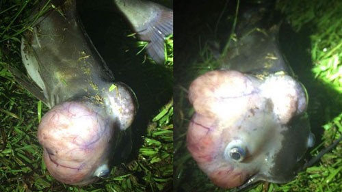 Hình ảnh cá đầu u ở hồ Cherokee. Ảnh: Sở Tài nguyên bang South Carolina.