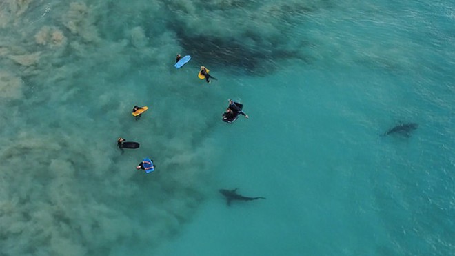 Hai con cá mập Bronze Whaler - mỗi con dài khoảng 3 m - đang rình rập những đứa trẻ. Ảnh: DLIMEX
