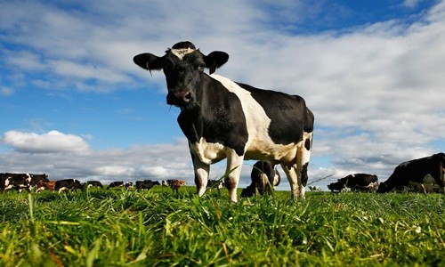 Hệ miễn dịch của bò có khả năng chống virus HIV. Ảnh: Independent.