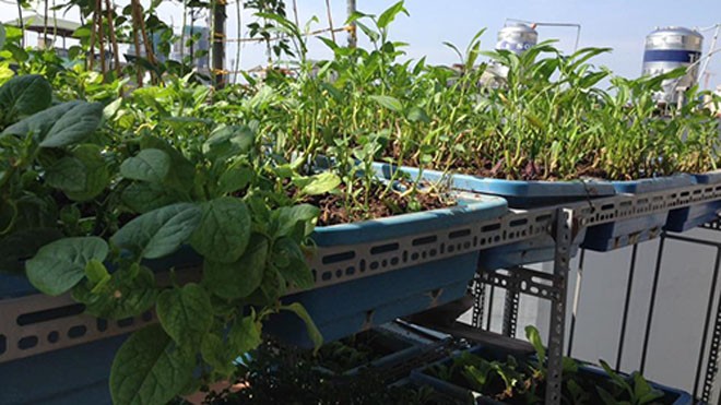 Bỏ 20 triệu làm vườn trên mái, chủ nhà Hà Nội chỉ thu được một bữa rau