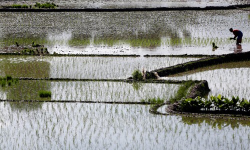 Cây lúa được trồng trong môi trường ngập nước nên hóa chất dễ dàng xâm nhập hạt gạo. Ảnh minh họa: Reuters.