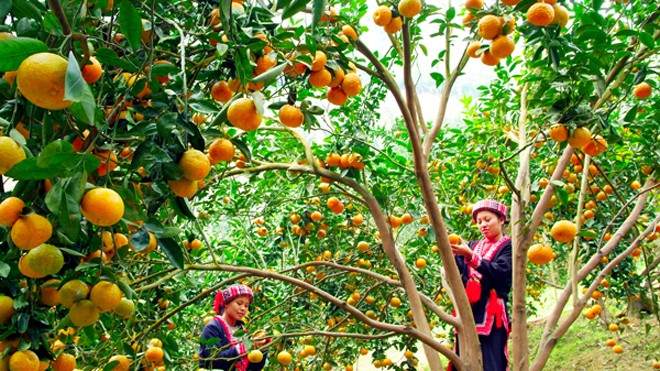 Nét đẹp văn hóa của đặc sản truyền thống cam sành Hàm Yên 