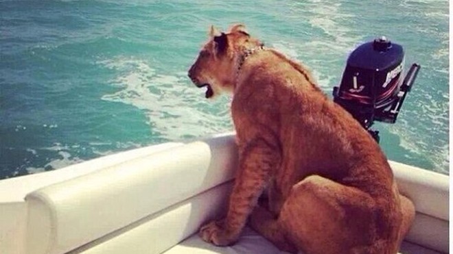 Sư tử ngồi du thuyền đi dạo một vòng Dubai.