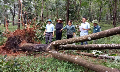 Các đồng chí lãnh đạo công ty TNHH MTV Nông nghiệp Xuân Thành trực tiếp xuông tận các tổ đội kiểm tra và chỉ đạo khắc phục sau trận lốc xoáy