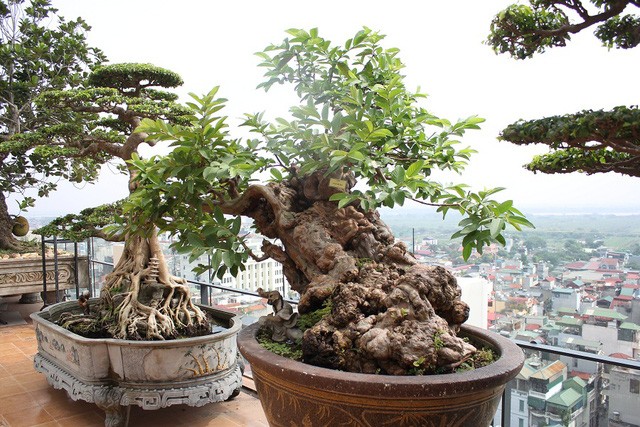 Cây ổi bonsai cổ thụ có tuổi đời trên 100 năm, có nguồn gốc ở Lâm Đồng.