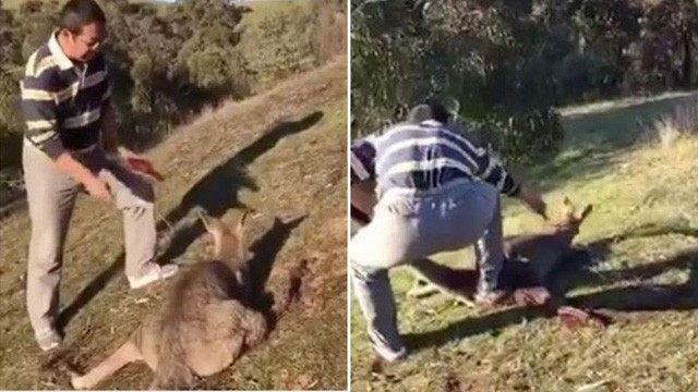 Người đàn ông Trung Quốc dùng dao đâm chết con kangaroo tại Australia (Ảnh: SCMP)