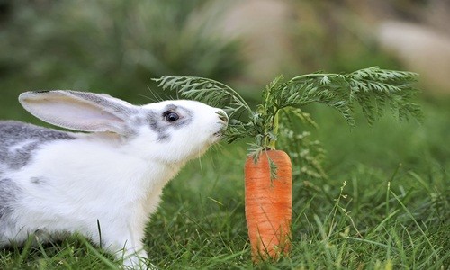 Thỏ không thích ăn cà rốt như con người thường nghĩ. Ảnh: Think Stock.