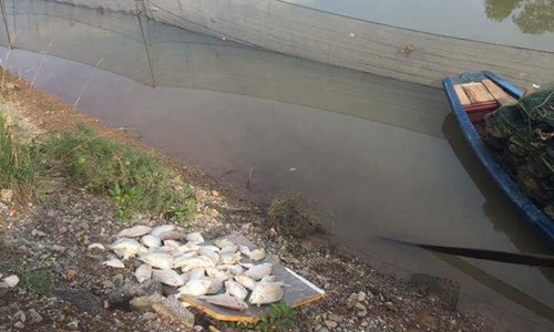 Người dân địa phương vớt cá chết lên bờ