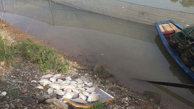 Người dân phát hiện cá chết bất thường trên sông Hoàng Mai.