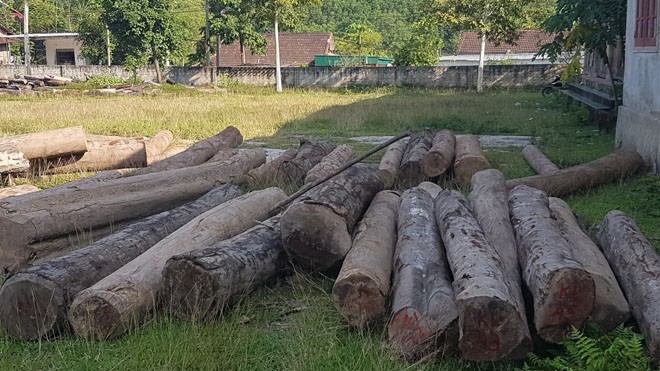 Gần 50 khúc gỗ bị chặt hạ tại xã Nam Sơn.