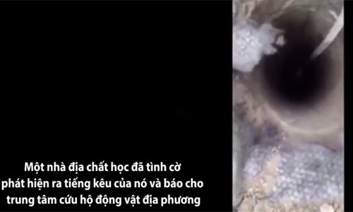 Giải cứu mèo con mắc kẹt dưới hố sâu 8 mét