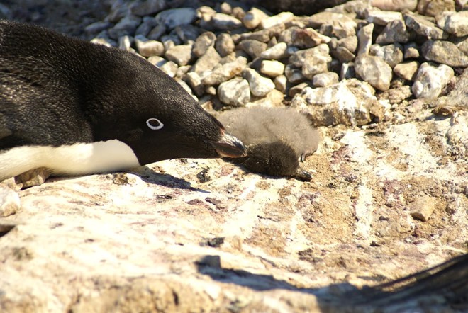 Điều gì khiến 36.000 con chim cánh cụt chết gục ở Nam Cực