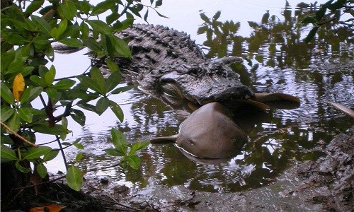 Cá sấu sẵn sàng ăn thịt cá mập khi có cơ hội. Ảnh: Jeremy Conrad.