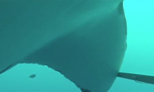 Thả camera xuống biển sâu, bất ngờ với hành động của cá mập trắng