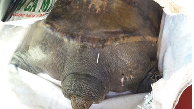 Bắt được rùa 'khủng', nặng 40kg khi thả lưới sau nhà