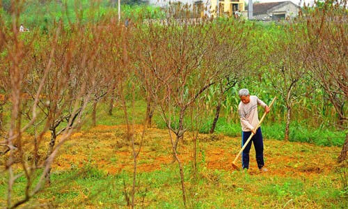 Hàng nghìn gốc đào phai ở Đông Sơn, thành phố Tam Điệp (Ninh Bình) chết sau trận mưa lụt lịch sử hồi tháng 10.