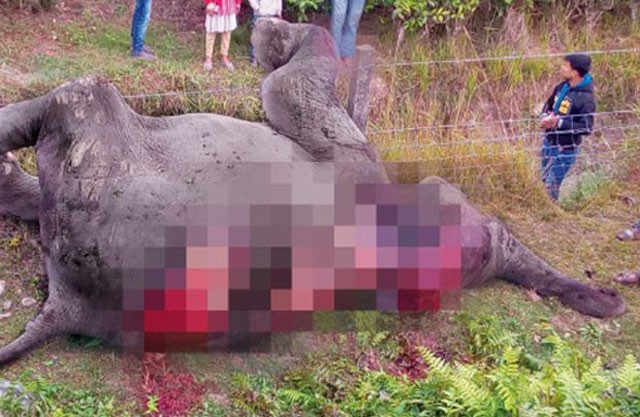 Đã có 40 chú voi chết không tự nhiên ở Assam trong 100 ngày qua.