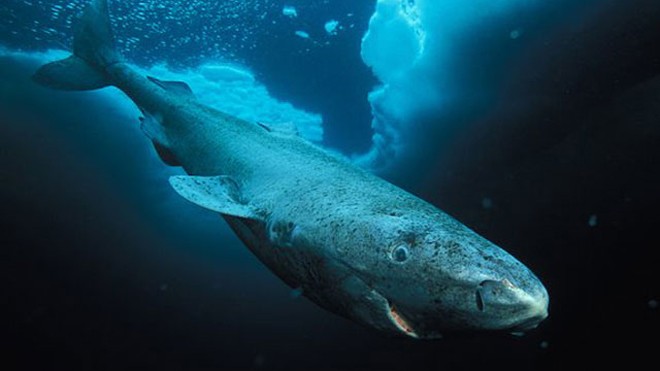 Cá mập Greenland có thể sống tới 512 năm