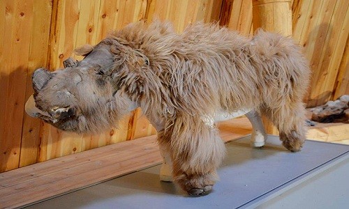 Xác ướp của tê giác lông mượt con Sasha được trưng bày ở Moscow. Ảnh: Anastasia Loginova.