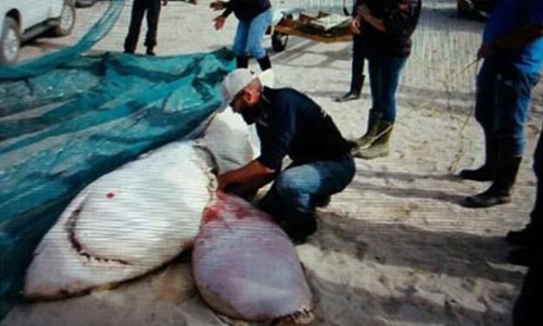 Cá mập trắng khổng lồ trôi dạt trên bờ biển Nam Phi, trong tình trạng mất sạch lá gan.