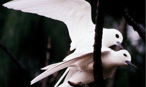 Nhàn trắng (tên khoa học: Gygis alba) là một loài chim biển nhỏ thuộc họ Nhàn, sinh sống chủ yếu ở các vùng biển nhiệt đới