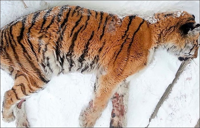 Con hổ SIberia khoảng 10 tuổi, thâm hình gầy gò, đau ốm