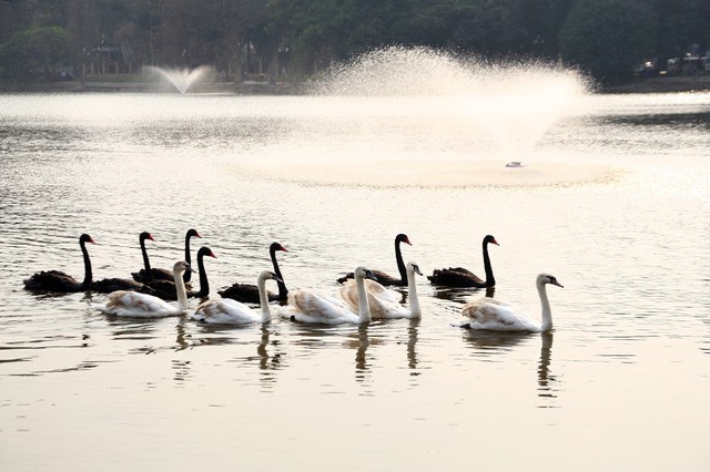 Đàn thiên nga ở Hồ Gươm có 12 con, 7 con màu đen và 5 con màu trắng