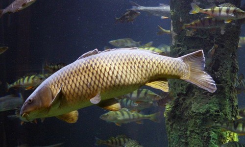 Người La Mã cổ là những cư dân đầu tiên của châu Âu nuôi cá chép.