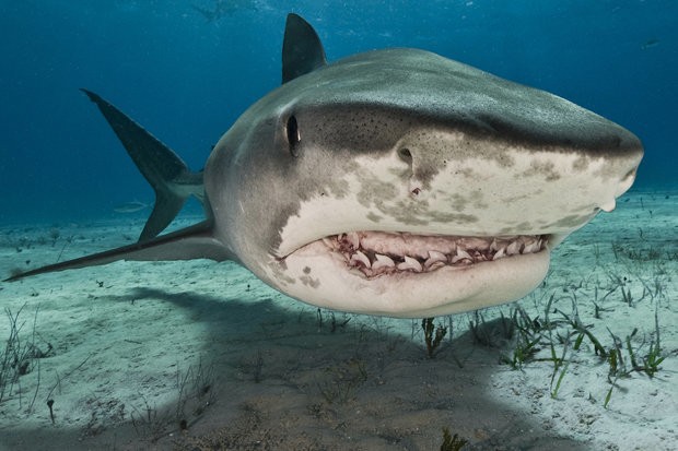 Loài cá mập có 6 vây và sống ở độ sâu 1.800 mét (Ảnh minh họa).