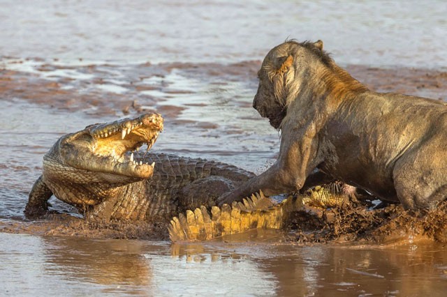 Cá sấu ác chiến với sư tử.