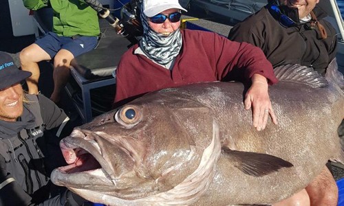 Sue Elcock, 68 tuổi, vừa câu được một con cá “quái vật” nặng 60 kg