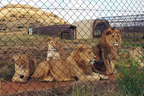 Sư tử được nuôi để phục vụ thú săn bắn của một bộ phận du khách đến châu Phi
