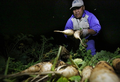 Người nông dân thức đêm để thu hoạch củ cải tại Mê Linh. Ảnh: Ngọc Thành