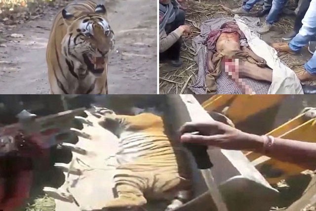 Xung đột giữa nông dân sống gần những khu bảo tồn động vật hoang dã ở Ấn Độ và loài hổ đang ngày càng căng thẳng khi hổ thì giết người vì đói, còn người giết hổ để trả thù