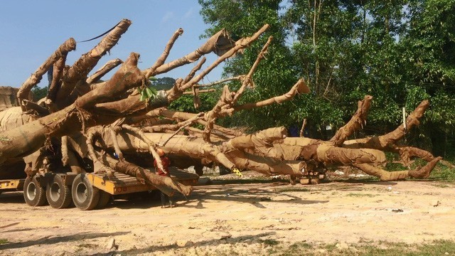Một cây "quái thú" được vận chuyển trên QL 1A bị tạm giữ tại tỉnh Thừa Thiên Huế (ảnh Đại Dương)