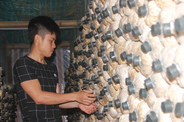 Chàng thanh niên trẻ Trần Văn Phúc khởi nghiệp ngay trên quê hương với cây nấm
