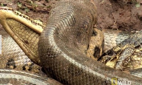 Trăn anaconda săn cá sấu trên sông Brazil