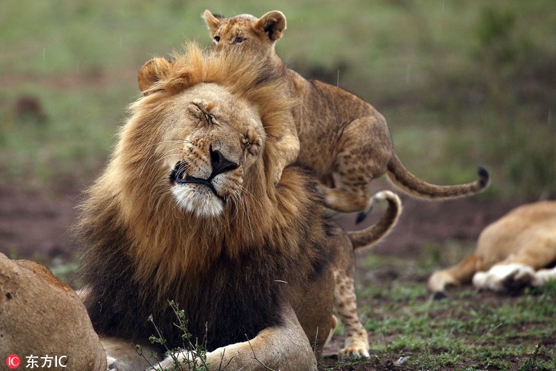 Cực “độc” cảnh vua sư tử đực cưng chiều con