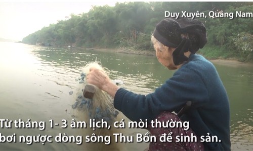 Săn cá mòi bơi ngược dòng ở Quảng Nam