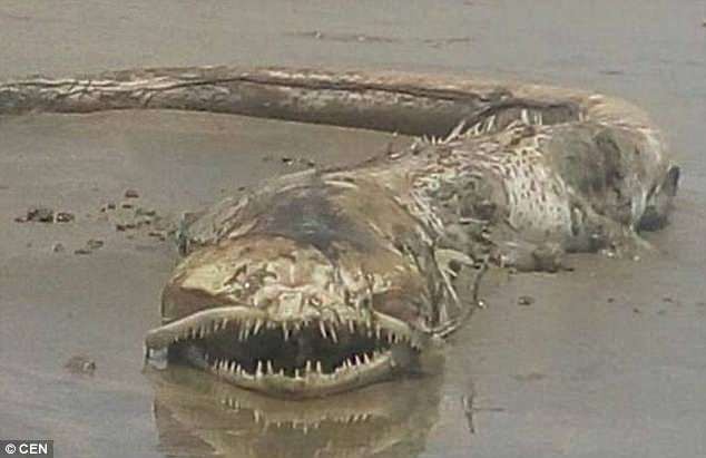 Sinh vật bí ẩn có răng sắc nhọn trôi dạt vào bãi biển ở Mexico.