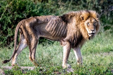 Sư tử đực có tên Skybed Scar chỉ còn da bọc xương