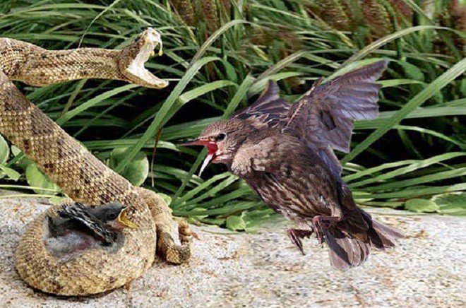 Chim mẹ bất lực khi thấy con bị rắn kịch độc ăn thịt. Ảnh minh họa.