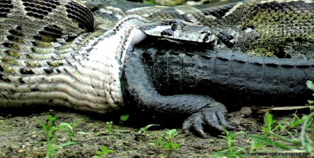Cá sấu khoét bụng trăn khổng lồ, chui ra ngoài