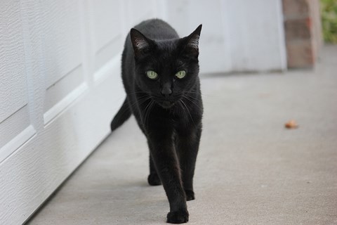 Mèo đen và trắng Hình ảnh - hình ảnh & hình ảnh đẹp - PxHere