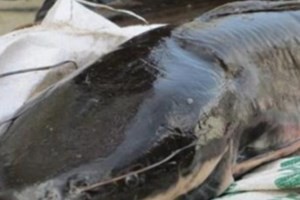 Theo chân “thợ săn” câu cá trê khủng nặng gần 8kg chỉ bằng ốc ma