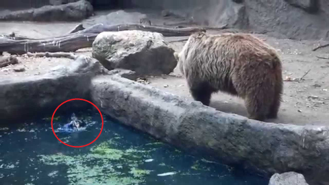 Gấu xám hết mình cứu chim quạ khỏi đuối nước