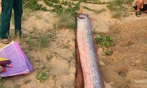 Liên tục xuất hiện cá rồng biển chết dạt trôi vào bờ biển Quảng Bình