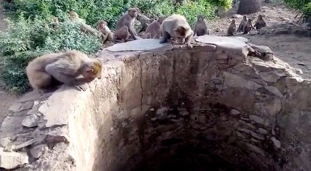 Đàn khỉ liên tục tạo tiếng động và nhảy lên trên thành giếng ở Rajasthan